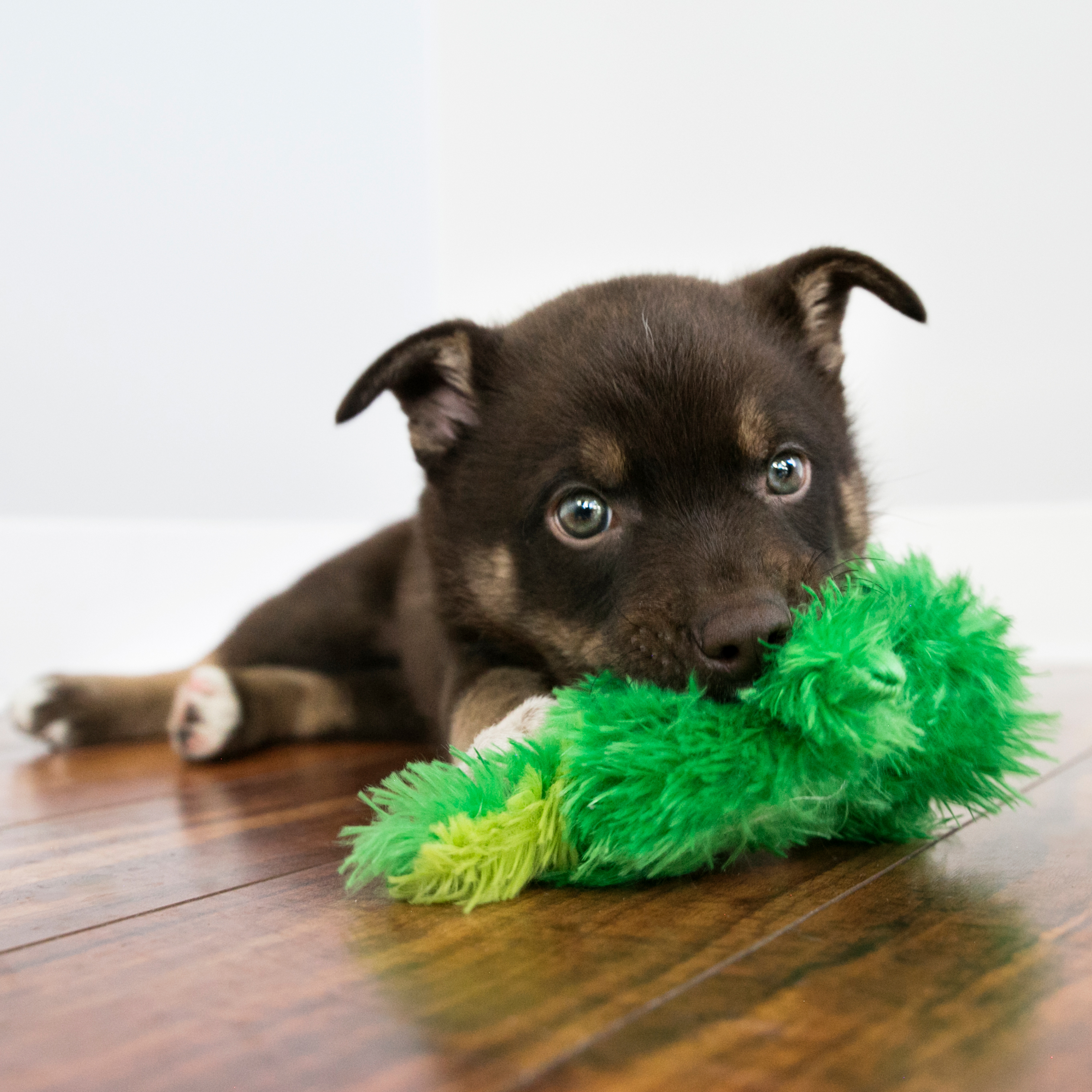 Kong frog on sale dog toy