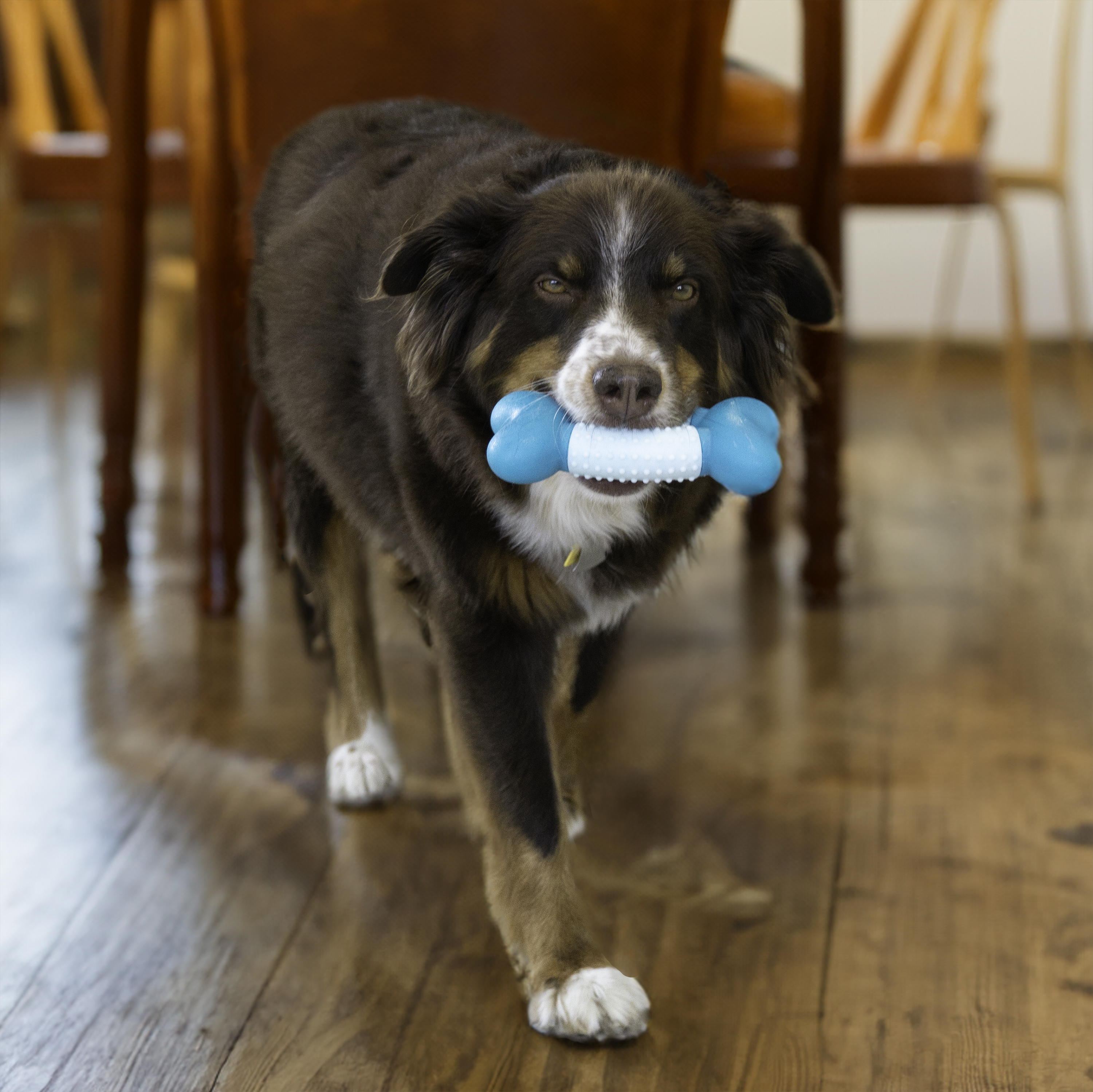 Goomz Dental Bone lifestyle product image