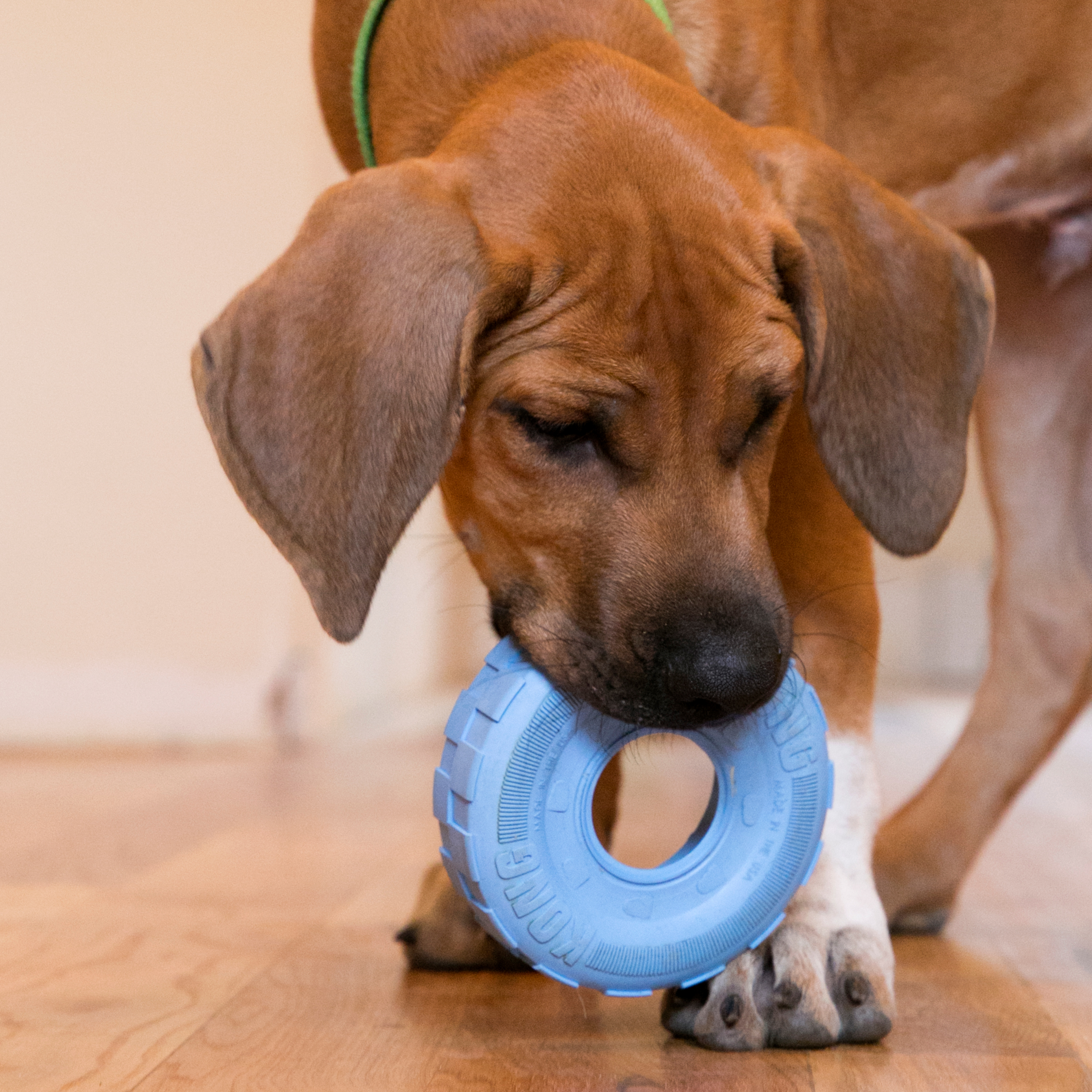 KONG Puppy Tires lifestyle product image