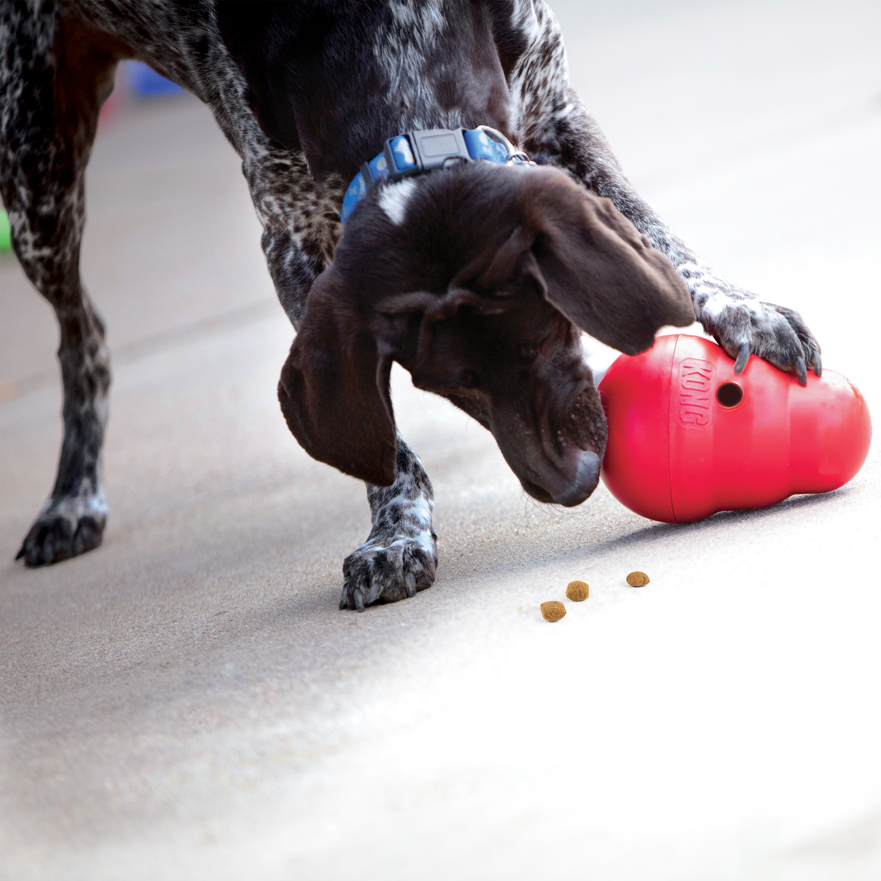 Dog playing with kong hotsell