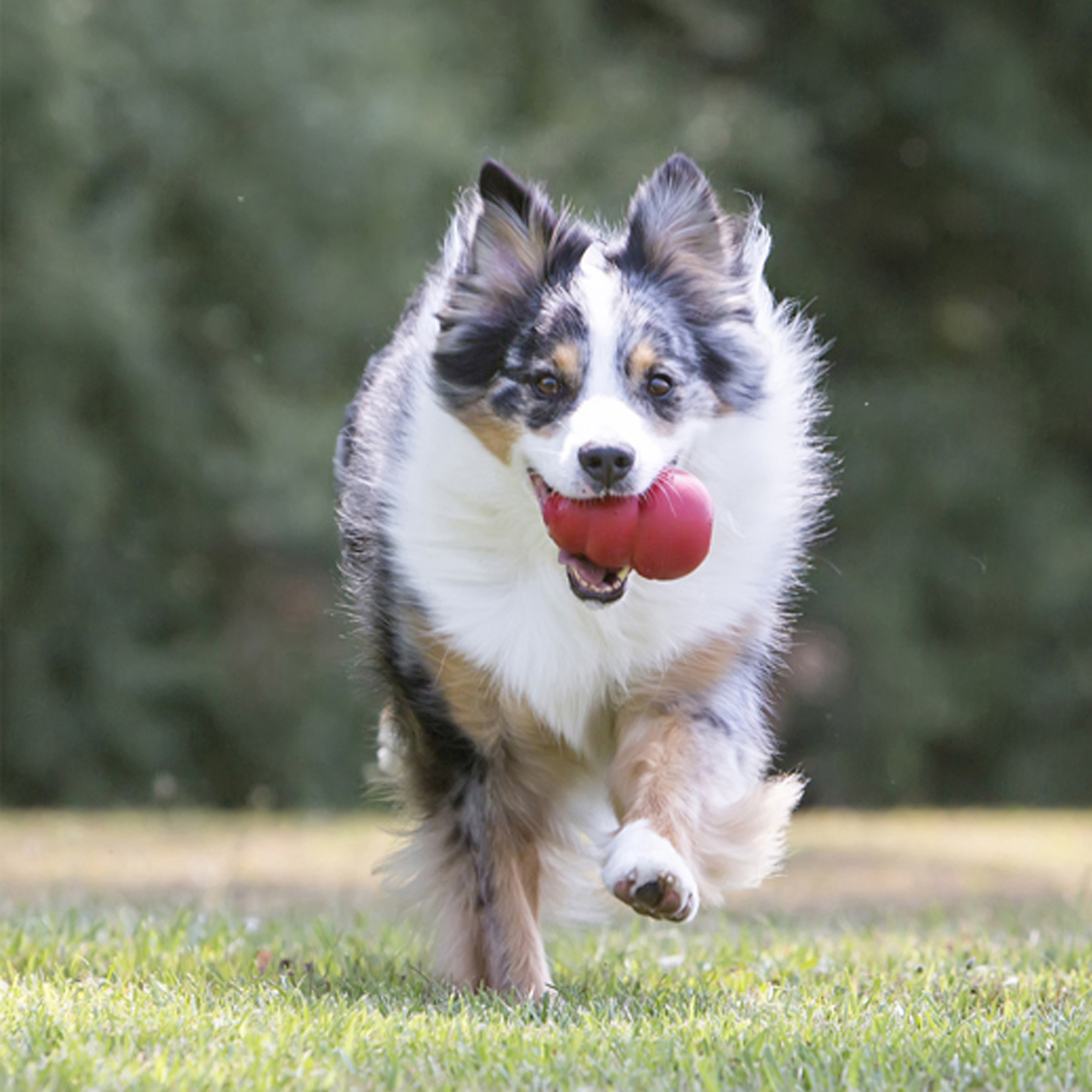 Kong Gyro Ball Spinning Dog Toy, Red/Blue, L