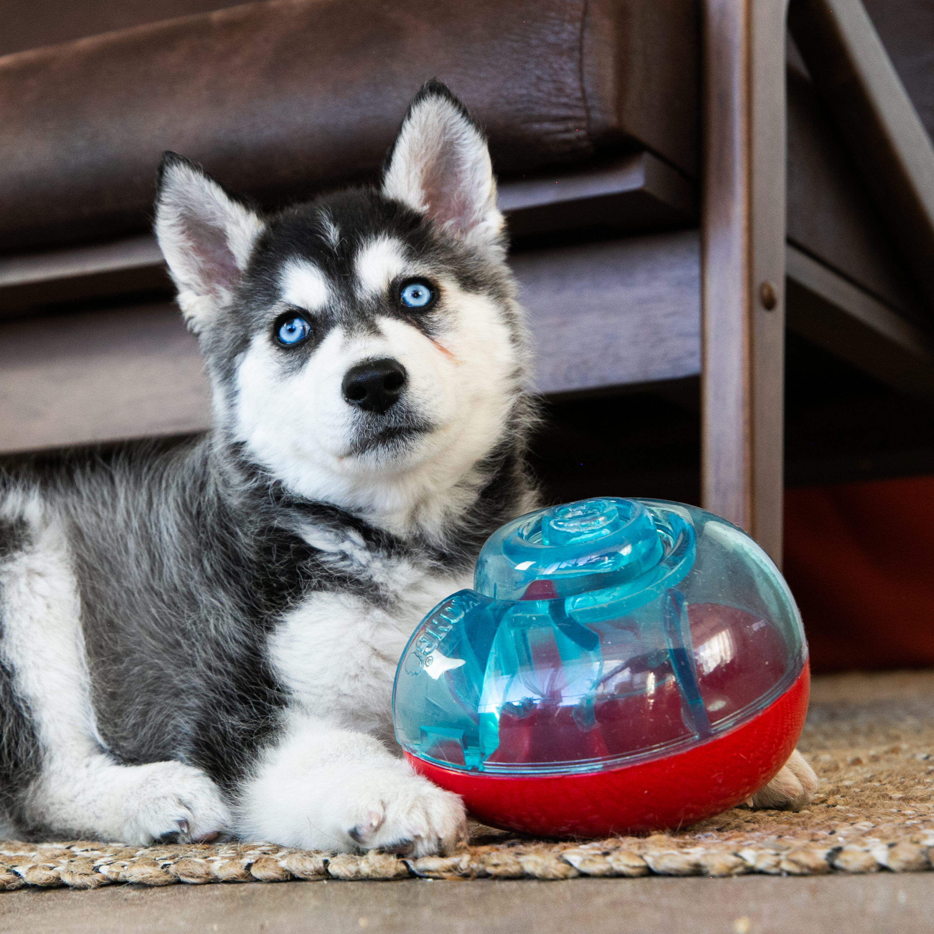 Jouet Wobbler Kong pour chiens