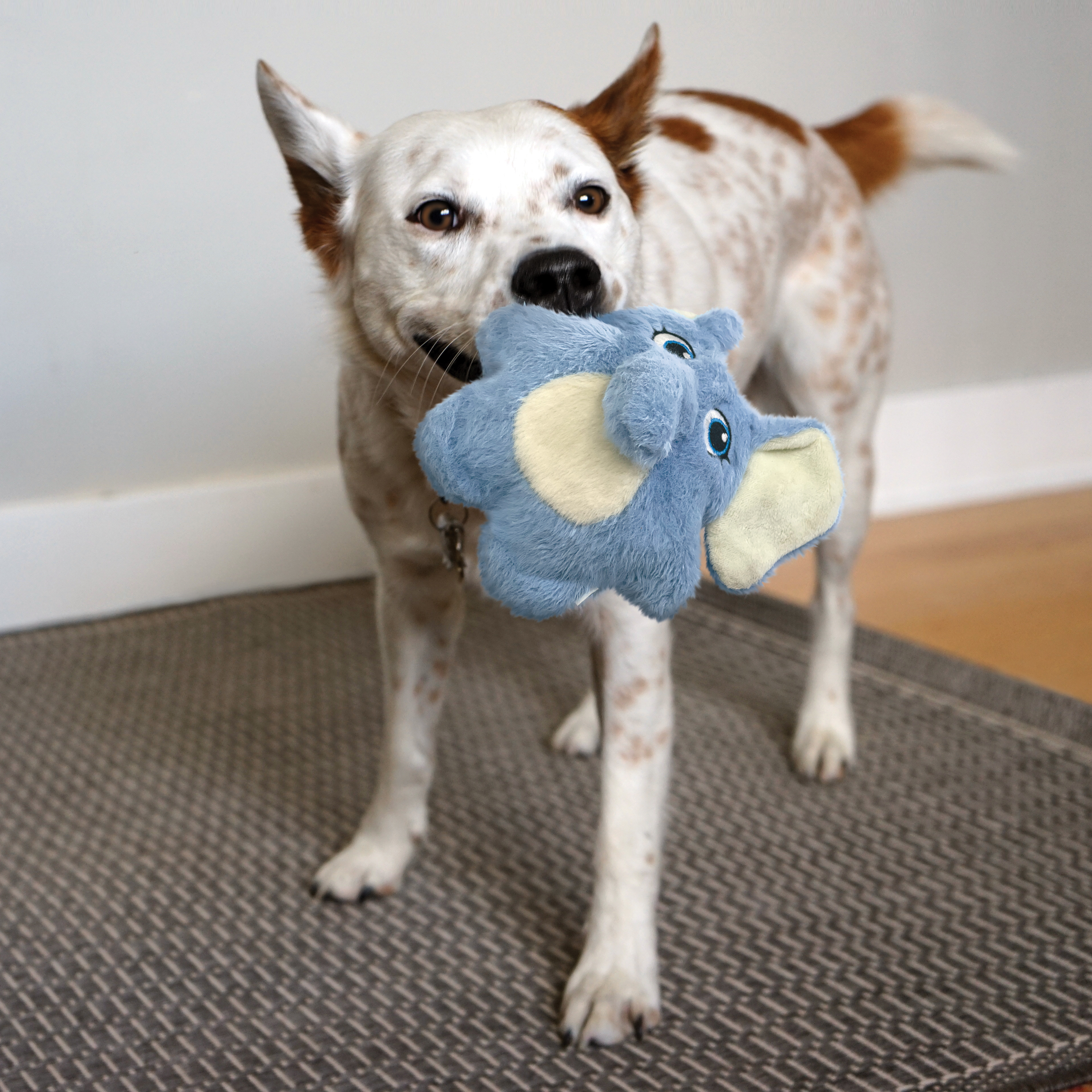 Petco elephant dog toy sale