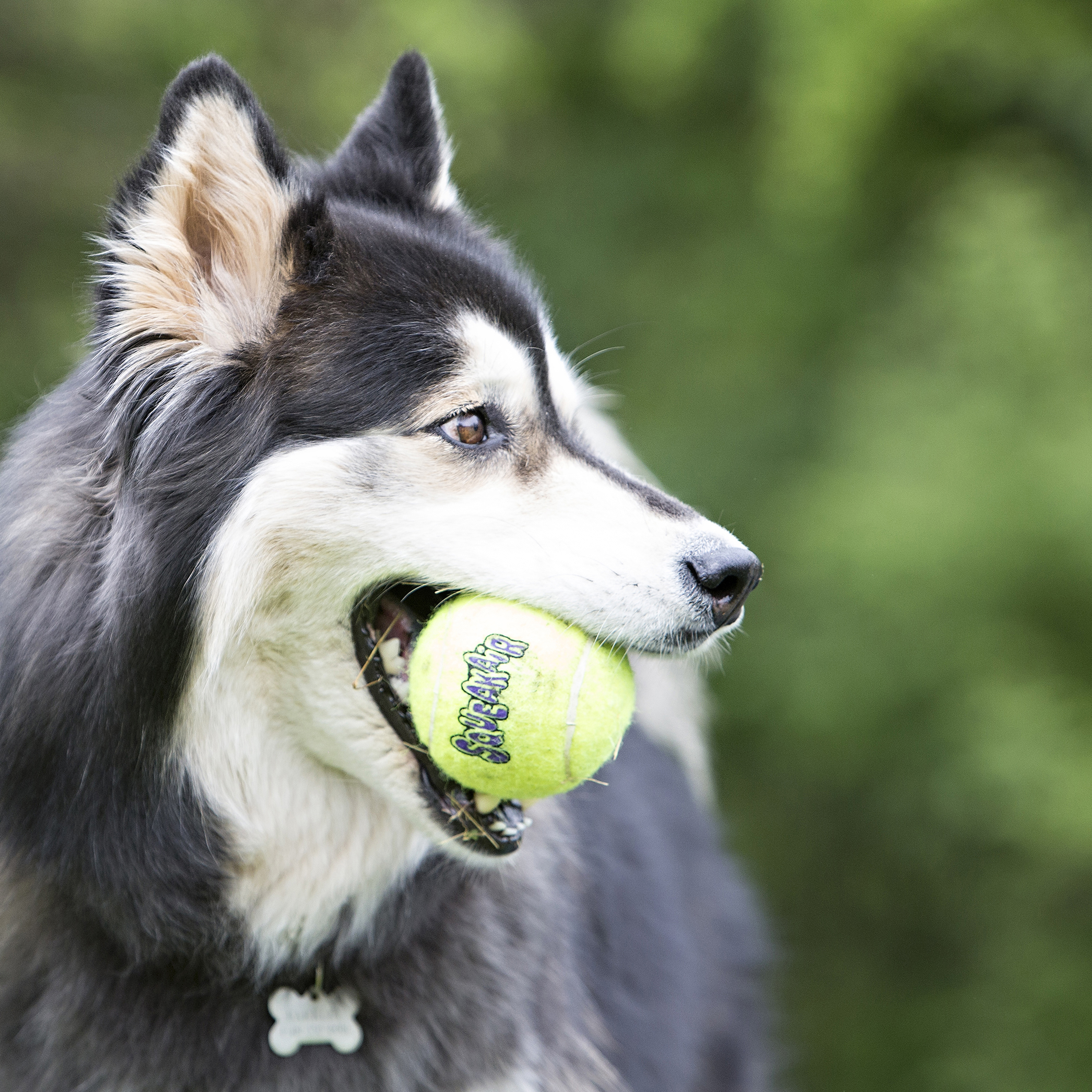 Tennis ball on a string hot sale for dogs