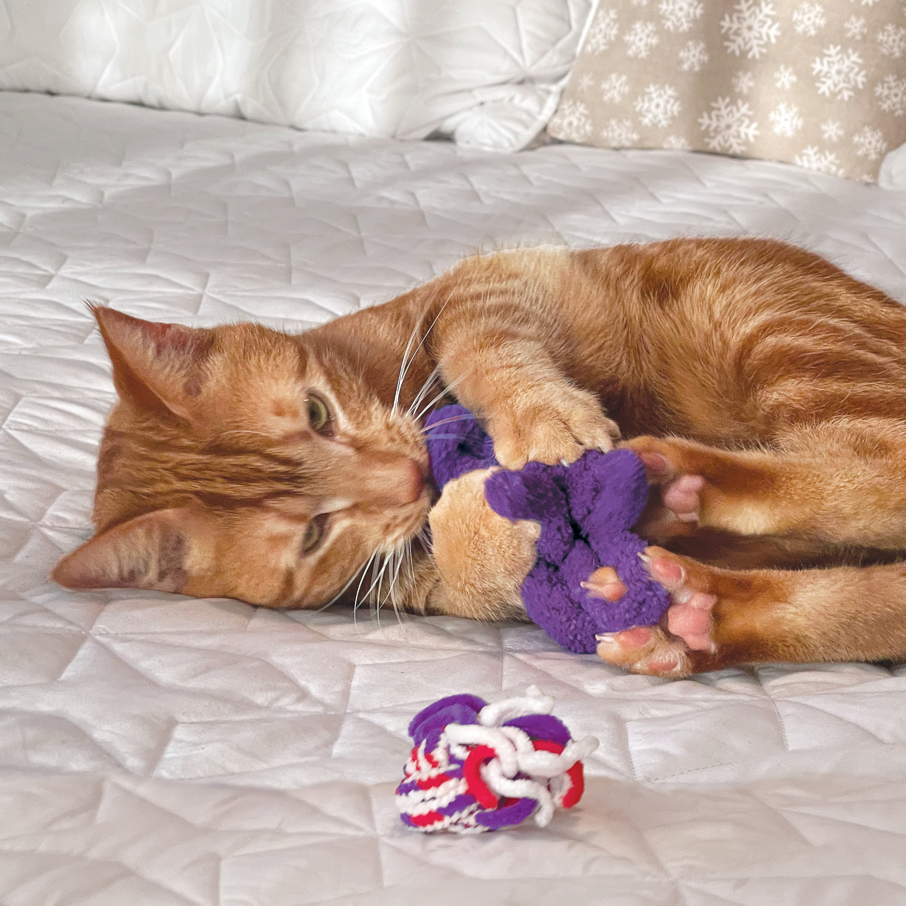 Cat Active Rope 2-pk lifestyle product image