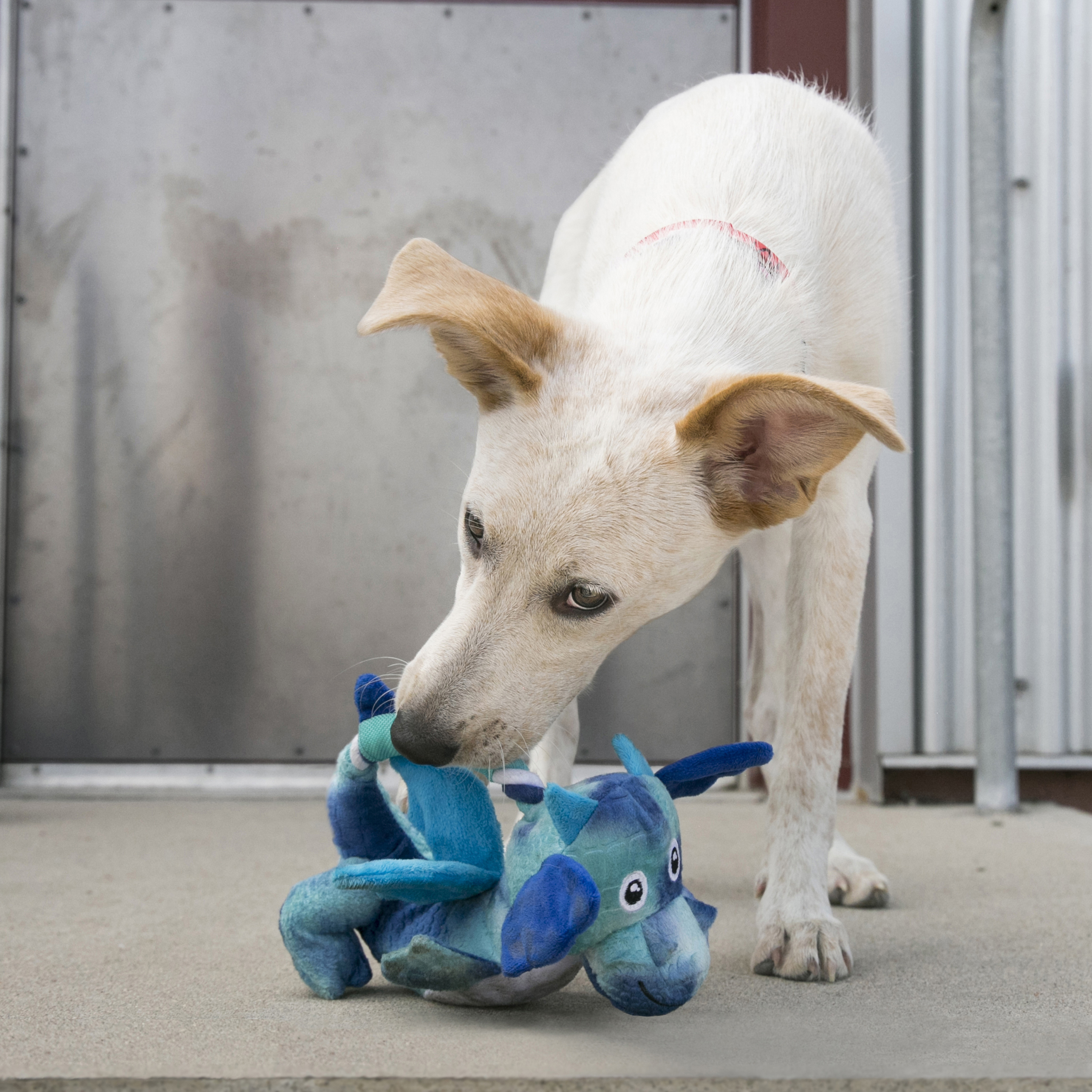 Dragon dog outlet toy