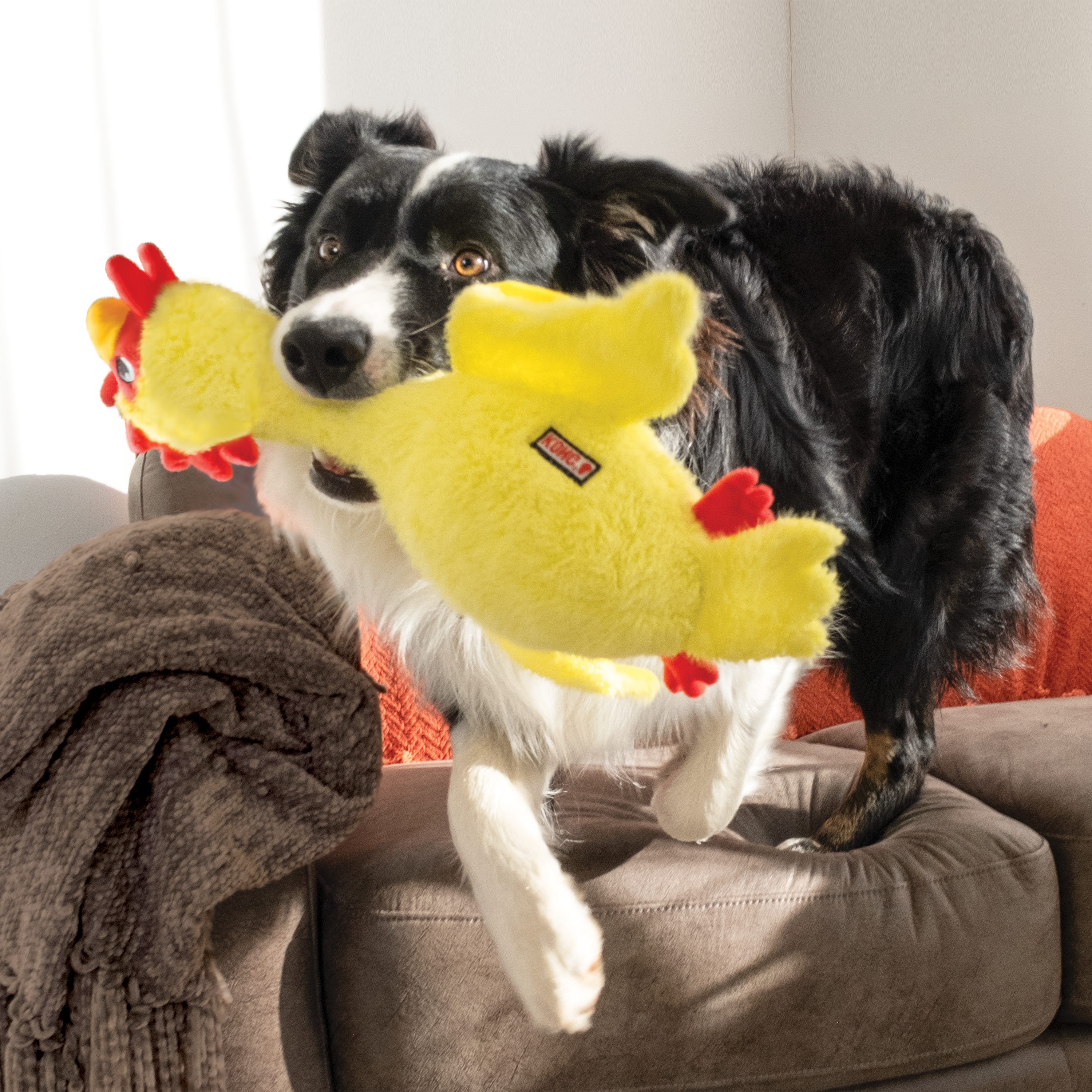 KONG Scruffs Chicken Dog Toy KONG Scruffs Chicken Dog Toy