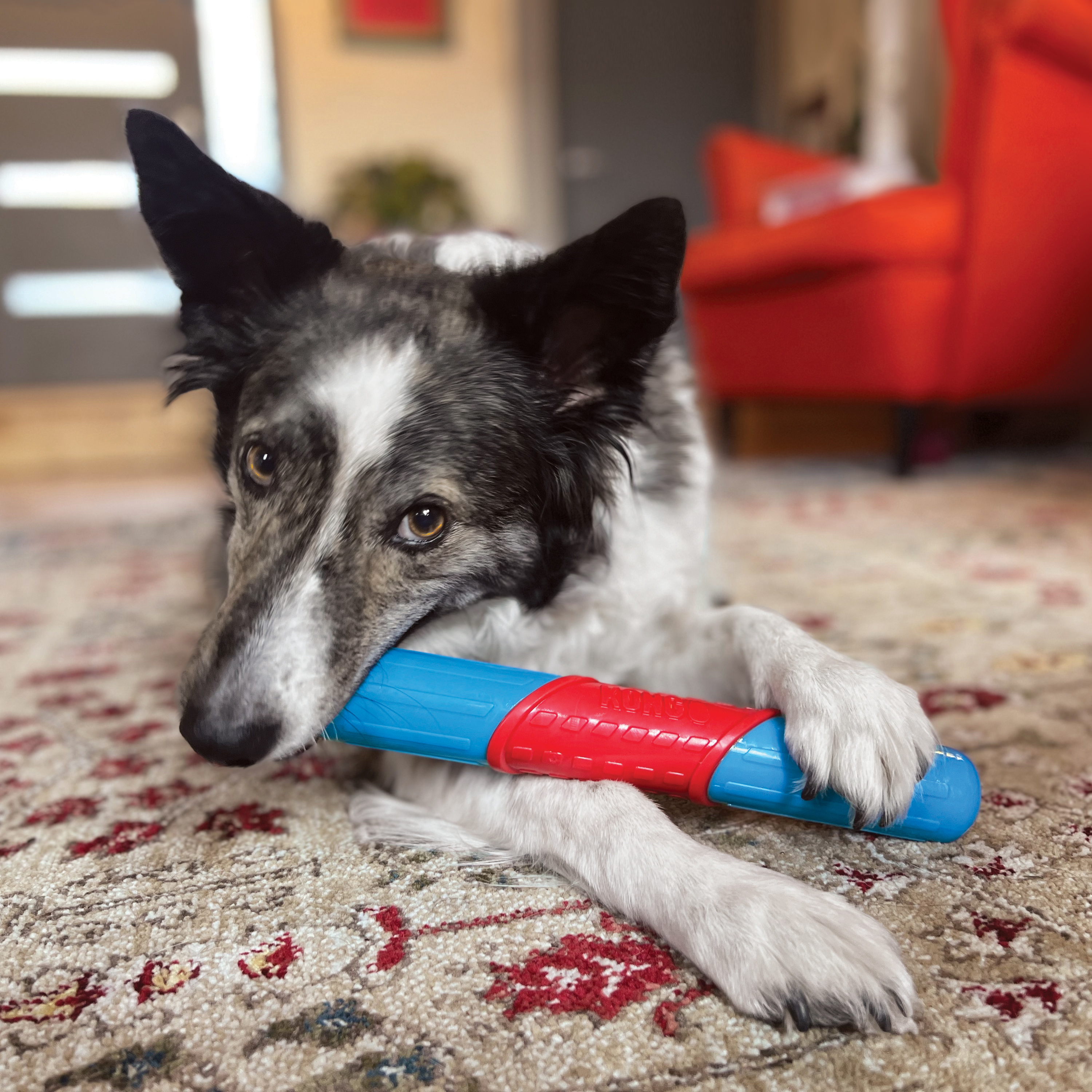 Ball on a hot sale stick for dogs