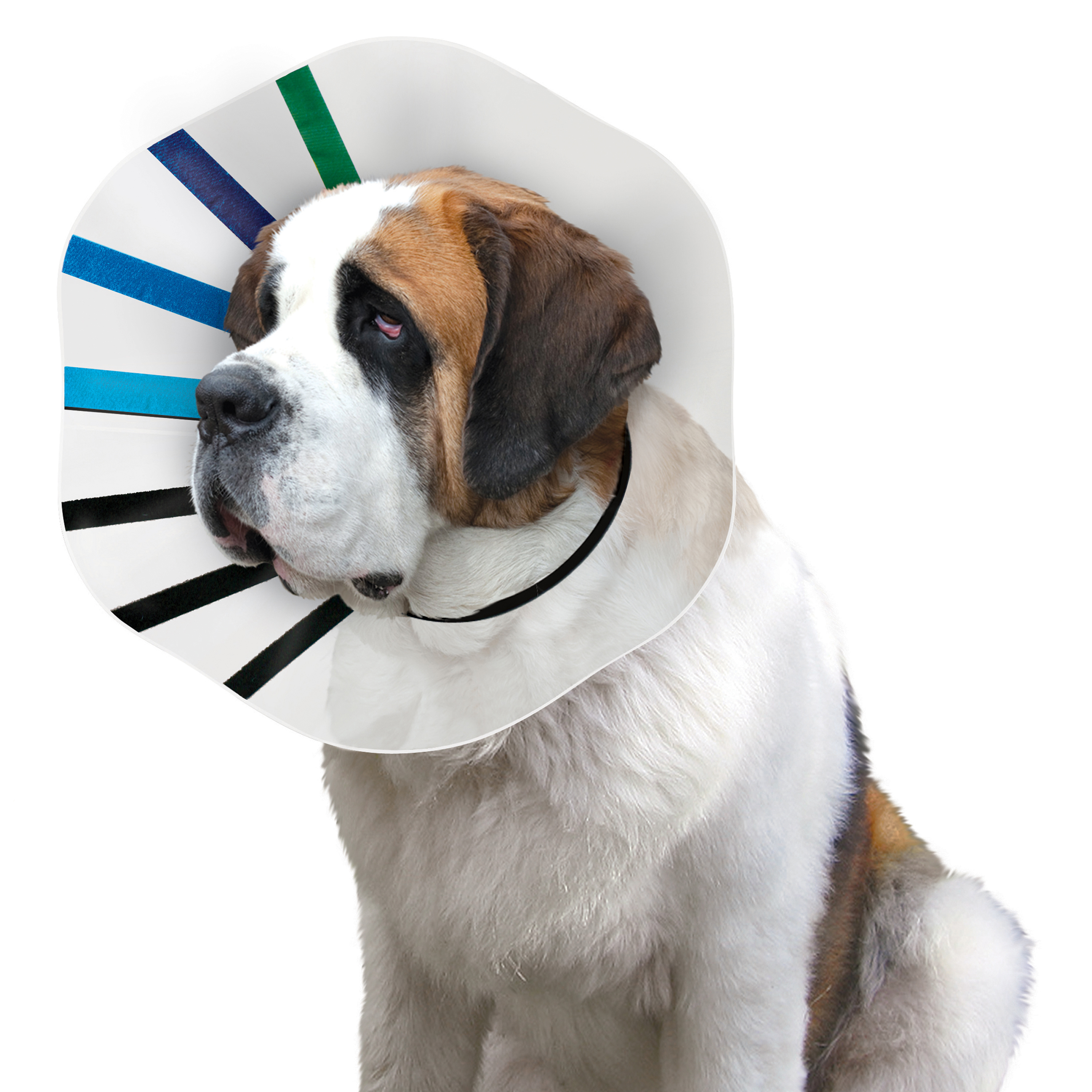 Clear dog 2025 cone collar