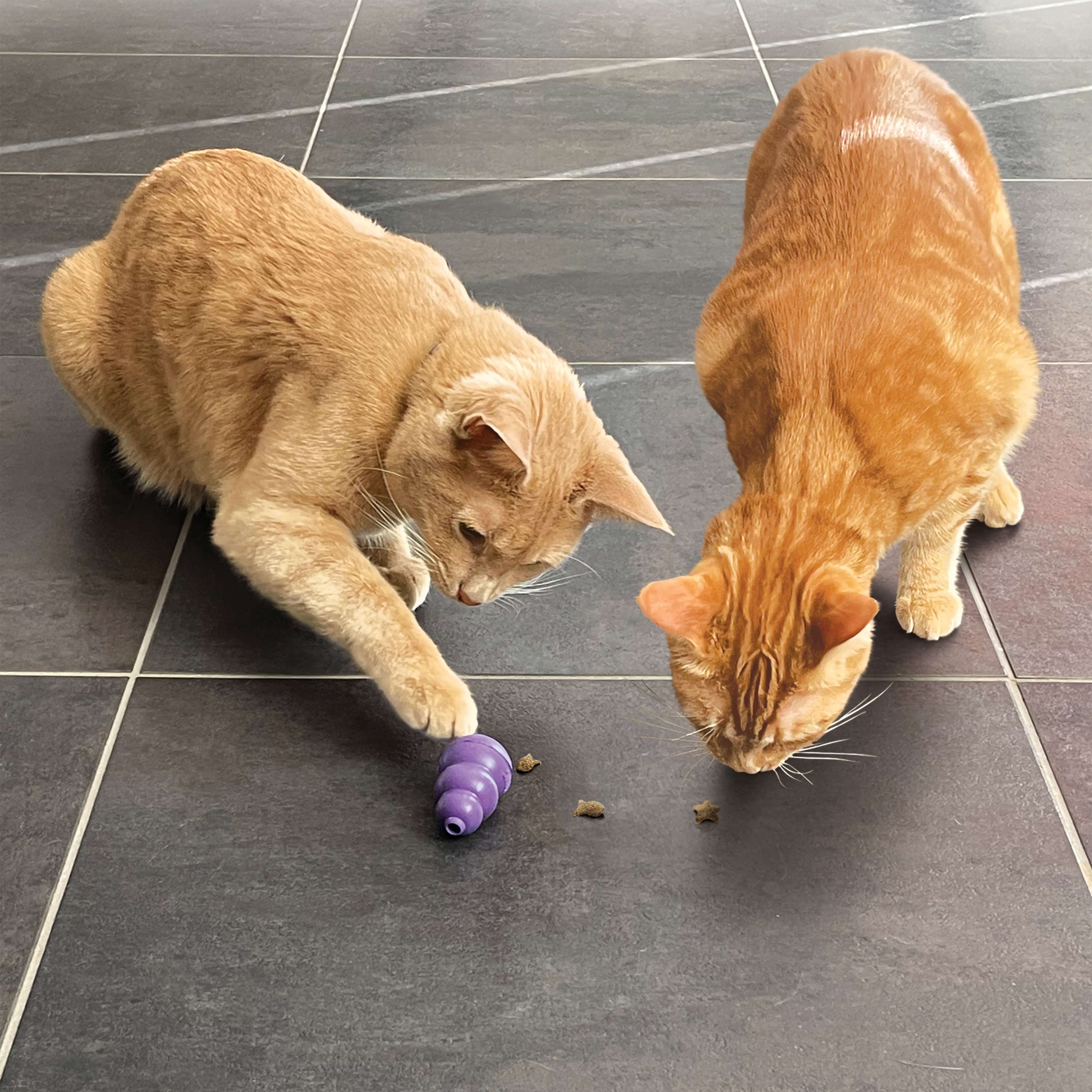 Kong cat shop treat ball