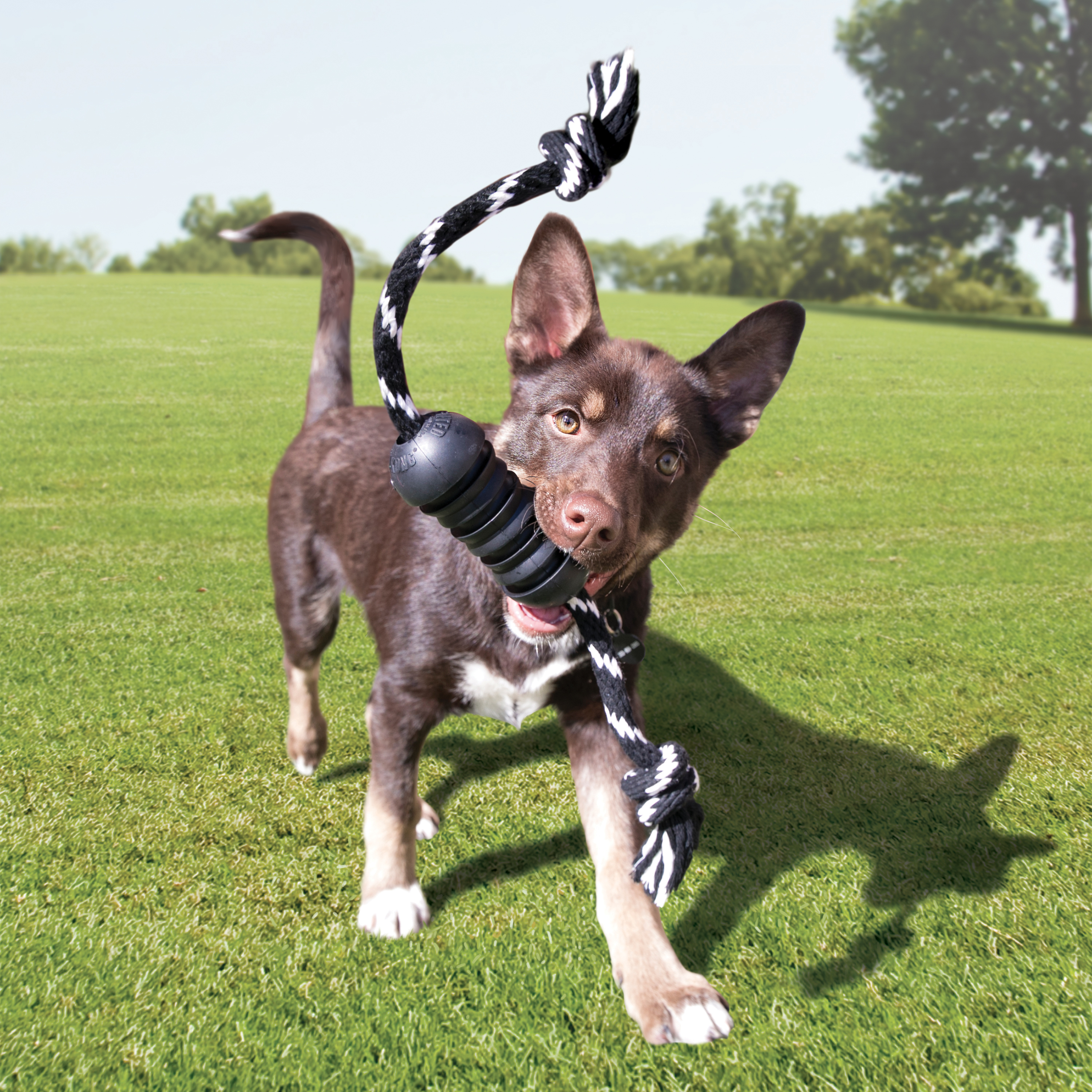 Kong rope dog outlet leash